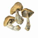 OG Penis Envy - Magic Mushrooms