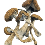 Cambodian Cubensis - Magic Mushrooms