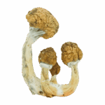 B+ - Magic Mushrooms