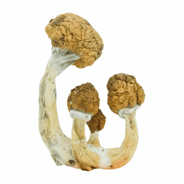 B+ - Magic Mushrooms