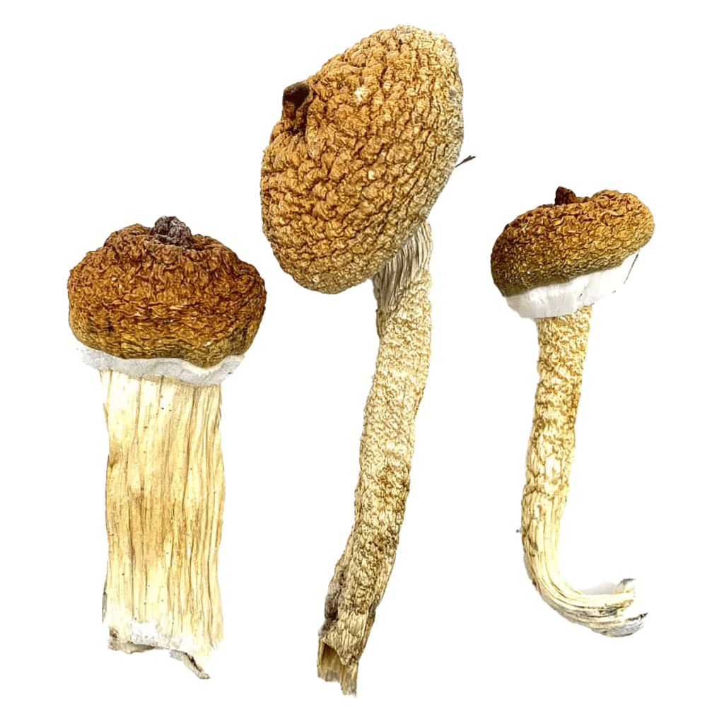 Better Buds Archives - Better Buds