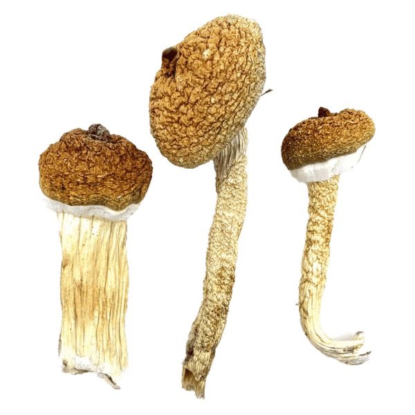 Blue Meanies - Magic Mushrooms