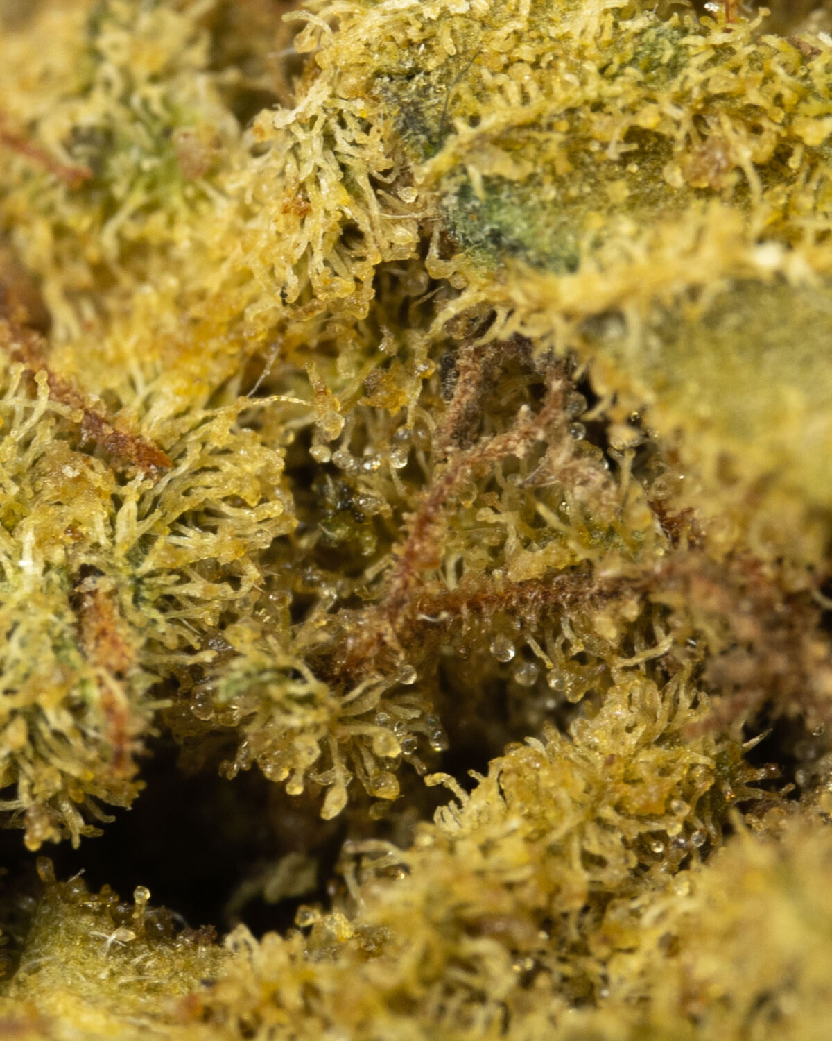 Better Buds Mix & Match AA - 1/2 LB (8 oz) - Image 10