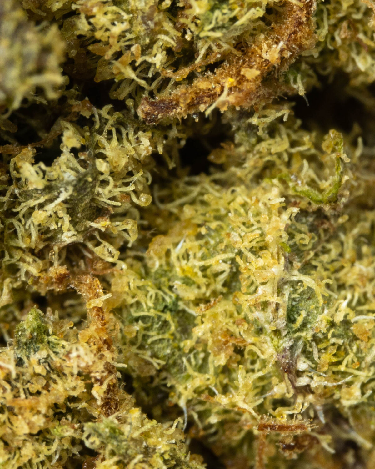 Better Buds Mix & Match AA - 1/2 LB (8 oz) - Image 16