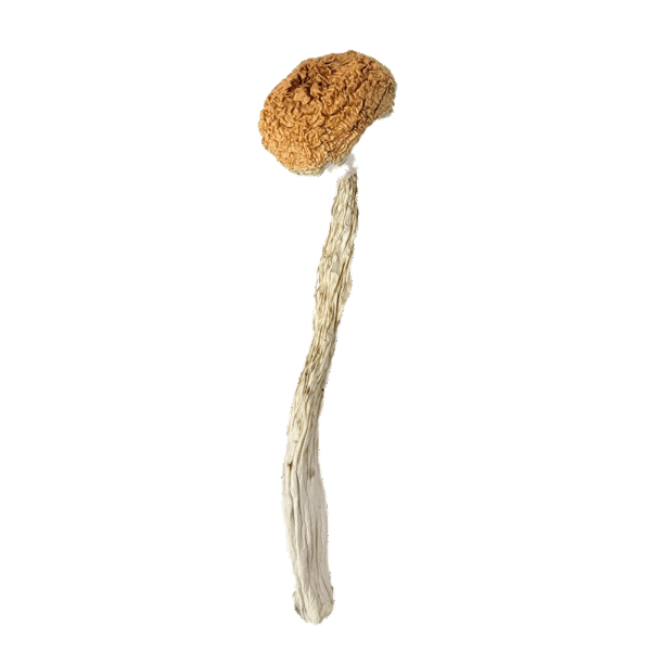 Treasure Coast - Magic Mushrooms