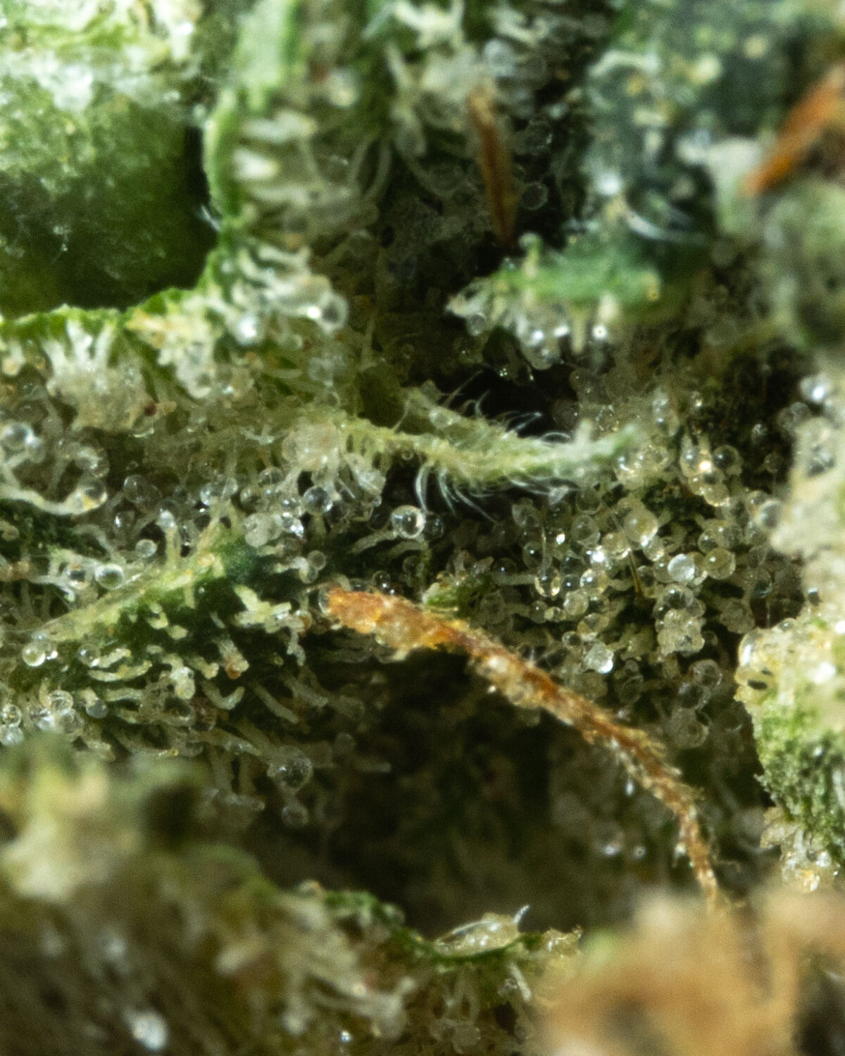 Better Bubba - Image 3