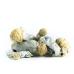 Tidal Wave - Magic Mushrooms