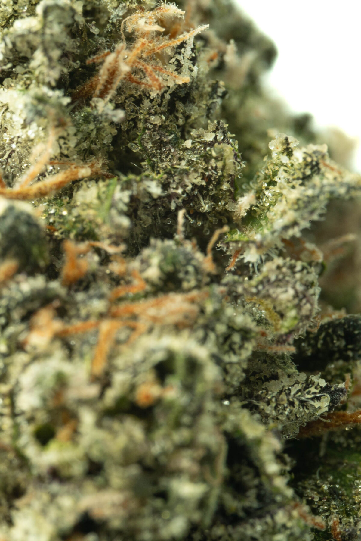 Girl Scout Cookies - Image 2