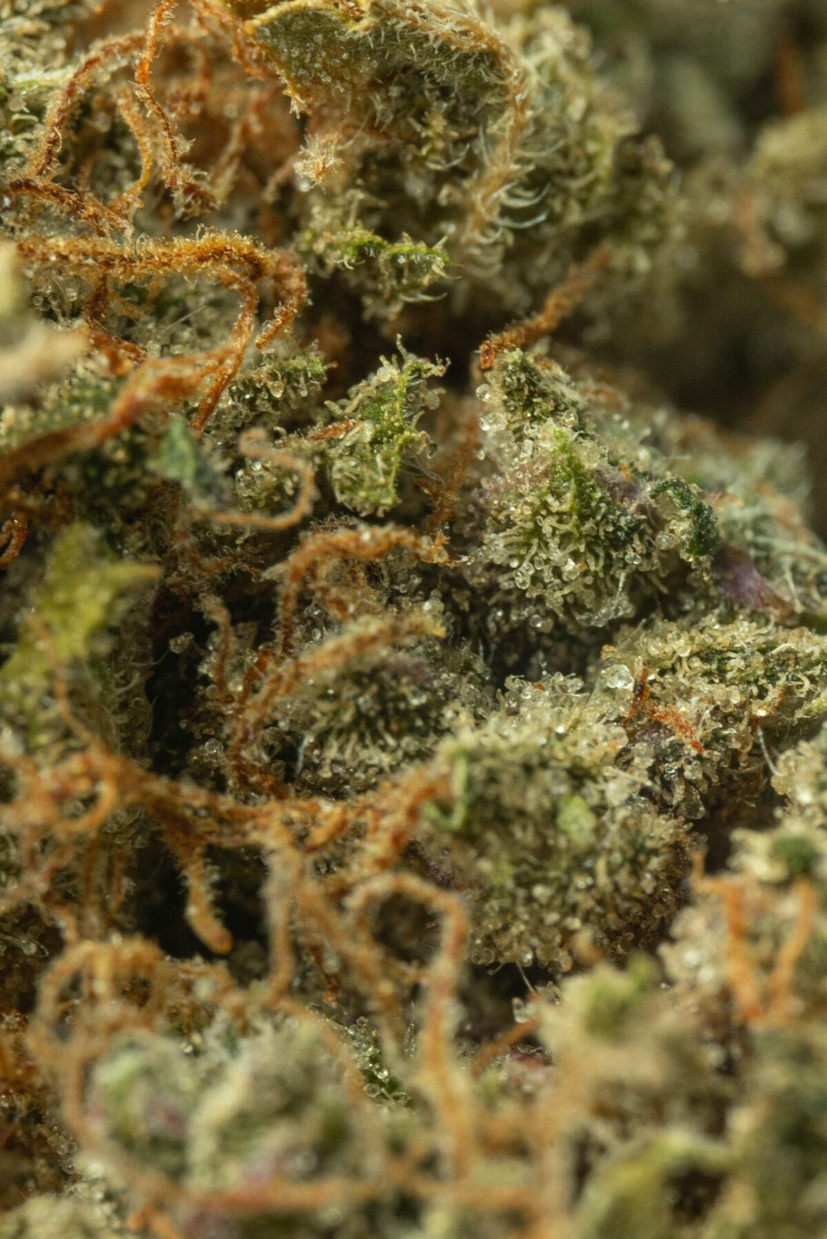 White Widow - Image 2