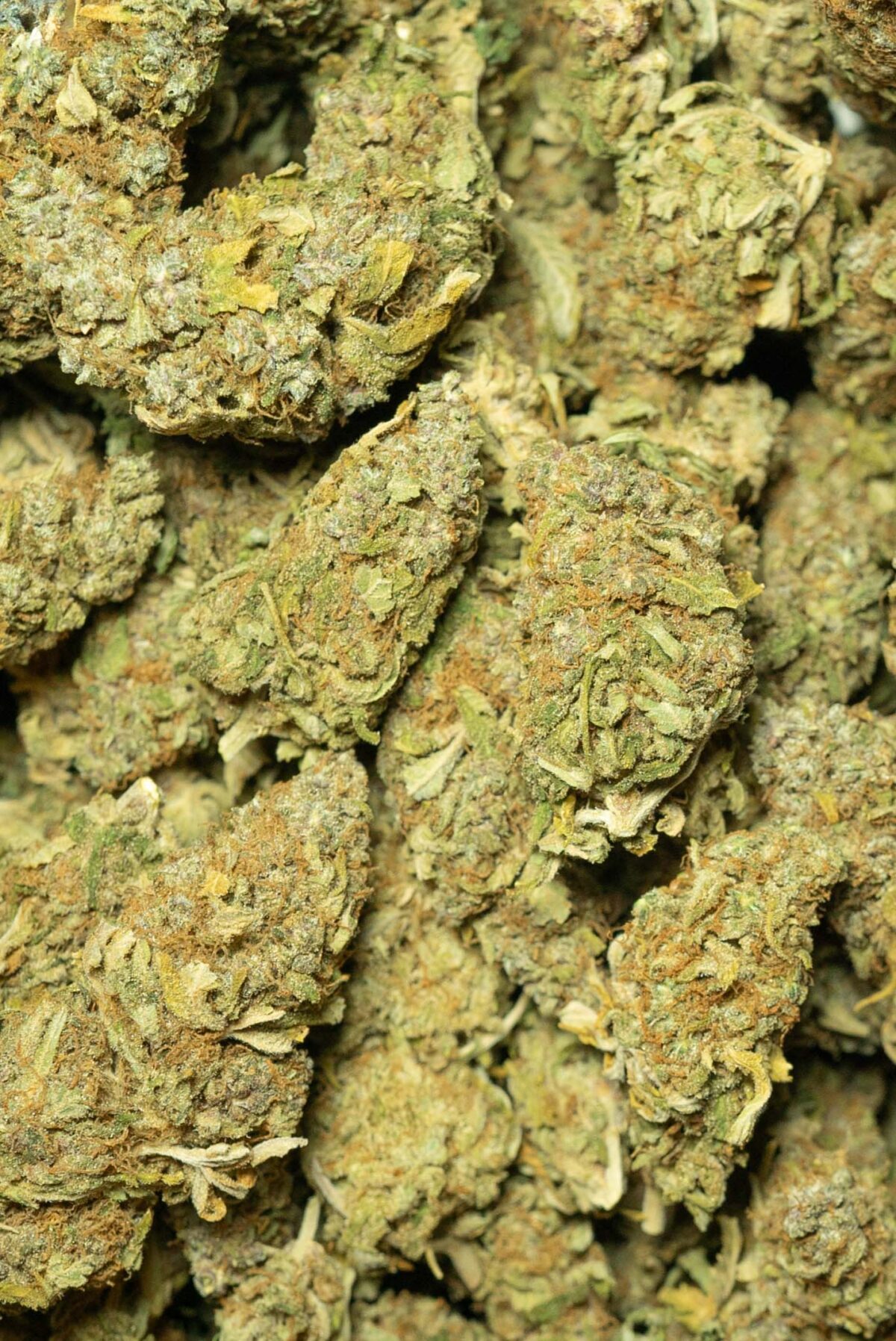 White Widow - Image 4