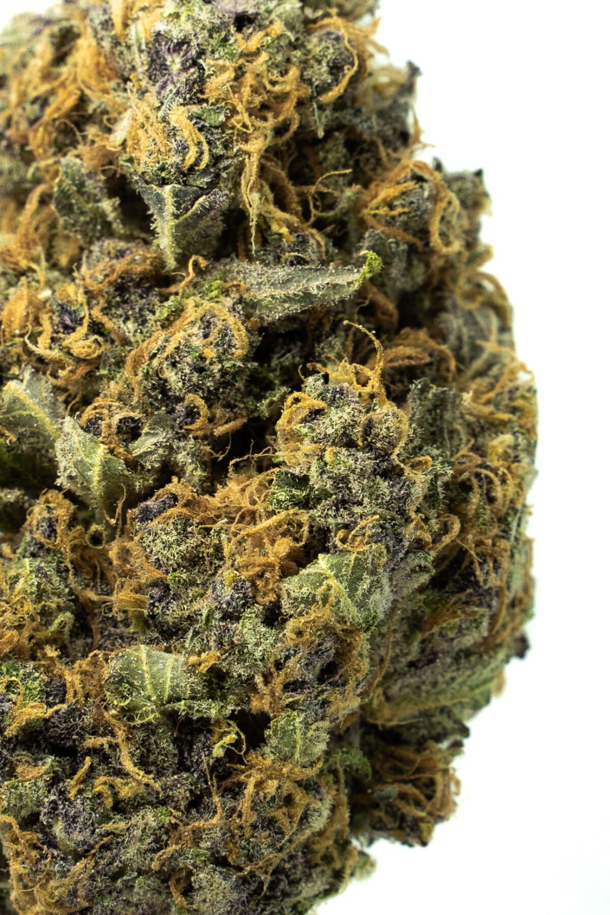 Woolly Mammoth - Image 2